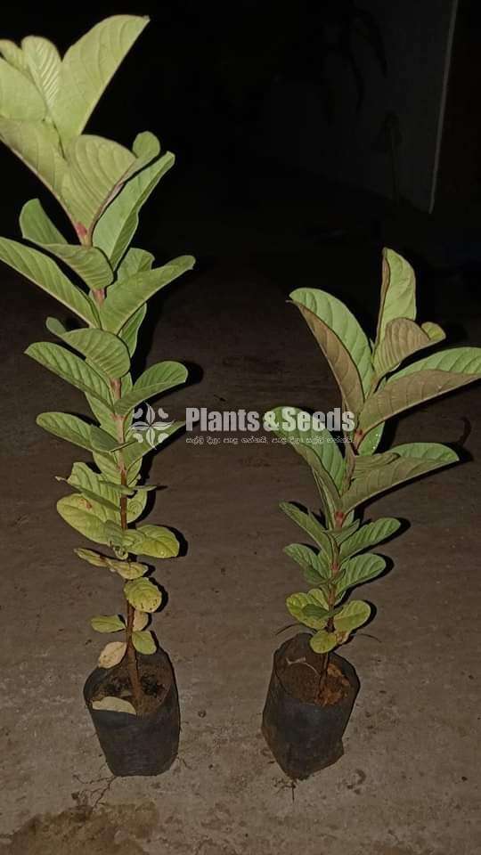 පේර පැල විකිනීමට 