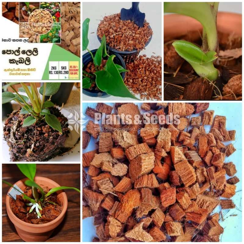 【﻿සරු　සාර】නිෂ්පාදන) 