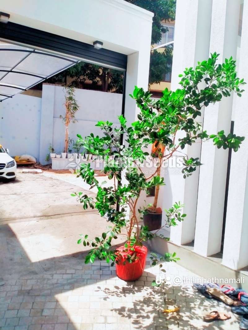 චීන පේර ගස් විකිණීමට ඇත