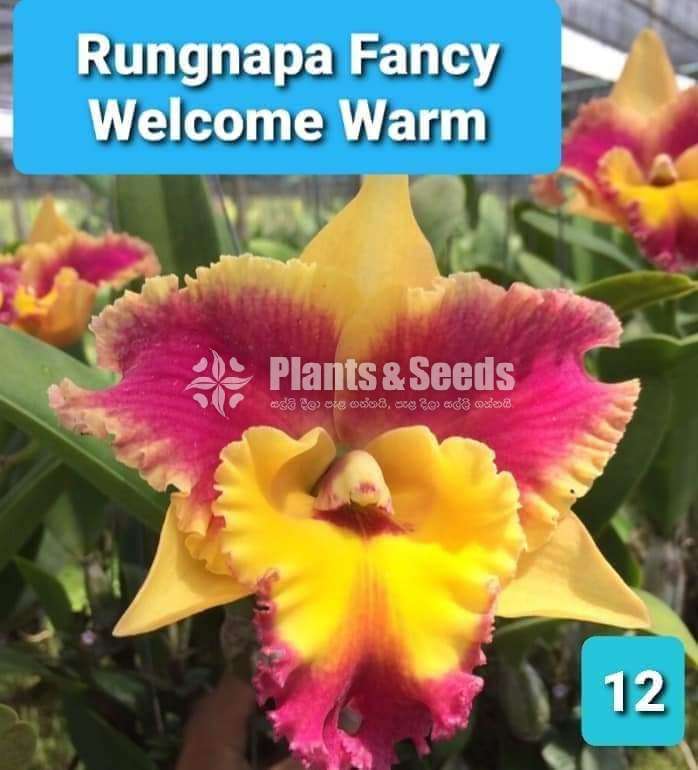 වැන්ඩා ,කැට්ලියා පැල විකිණීමට(Orchid for sale)