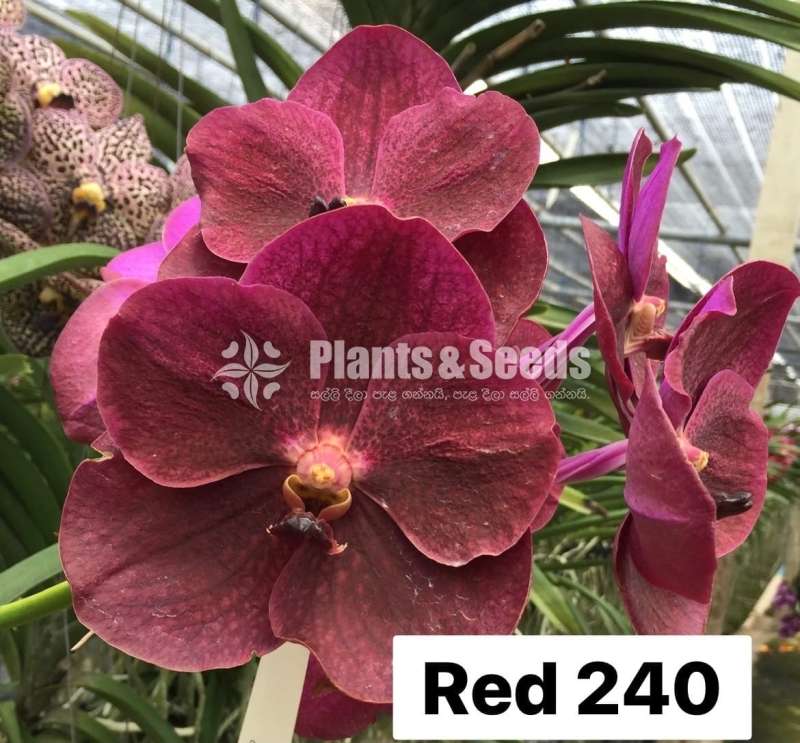 වැන්ඩා ,කැට්ලියා පැල විකිණීමට(Orchid for sale)