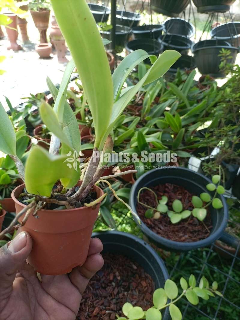 වැන්ඩා ,කැට්ලියා පැල විකිණීමට(Orchid for sale)