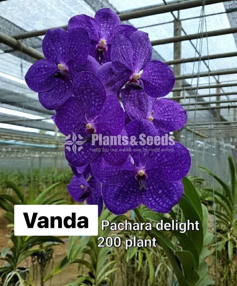 වැන්ඩා ,කැට්ලියා පැල විකිණීමට(Orchid for sale)