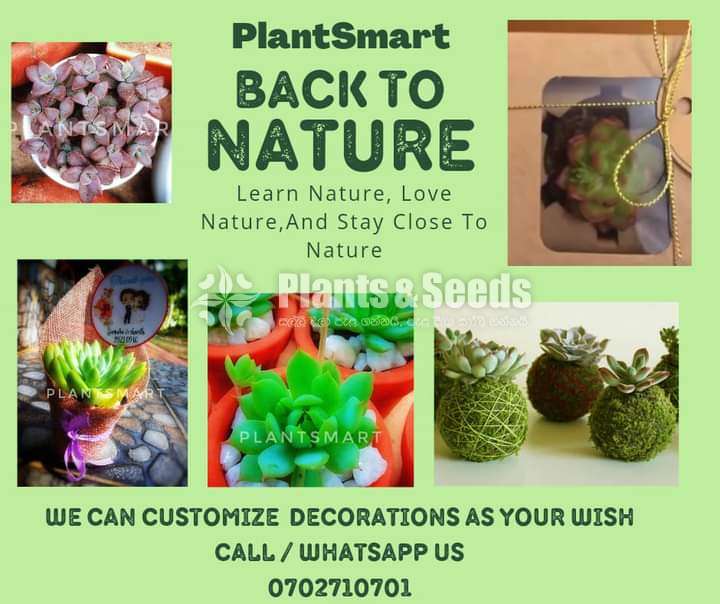 cactus and succulents 