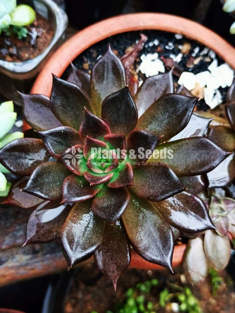 cactus and succulents 