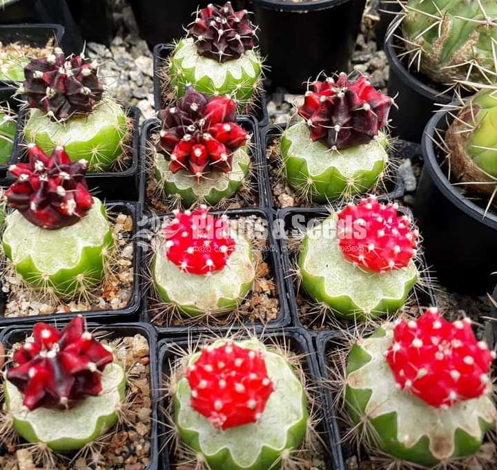 Decorated plants with cactus and succulents