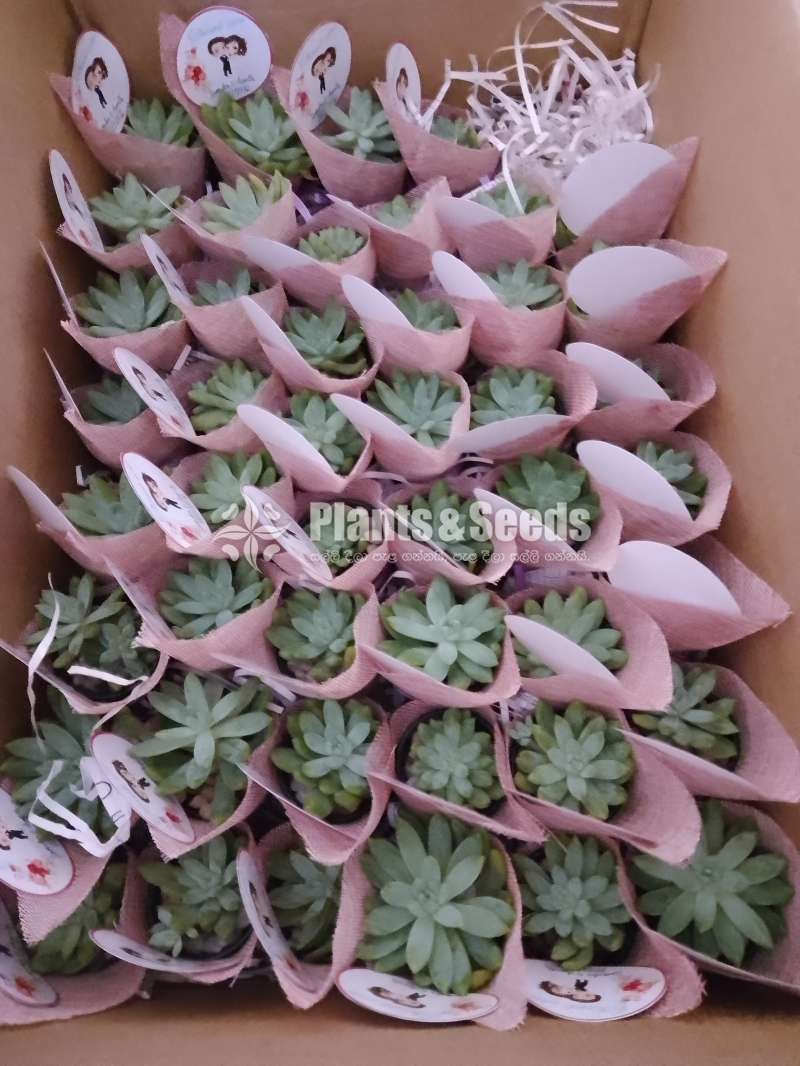 Decorated plants with cactus and succulents