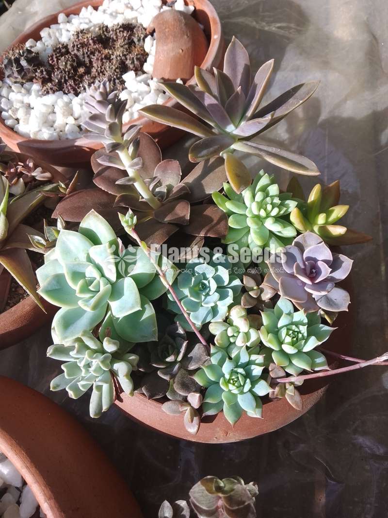 Decorated plants with cactus and succulents