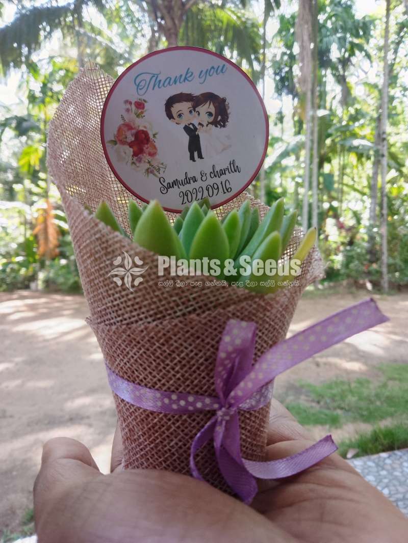 Decorated plants with cactus and succulents