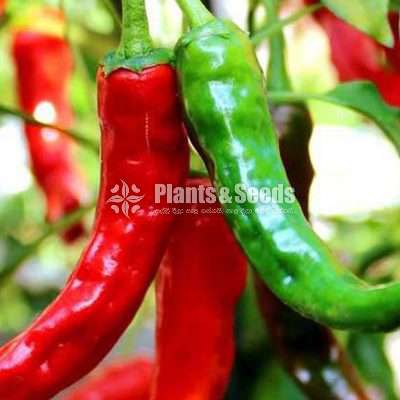 ඉතා උසස් තත්වයේ මිරිස් පැල 