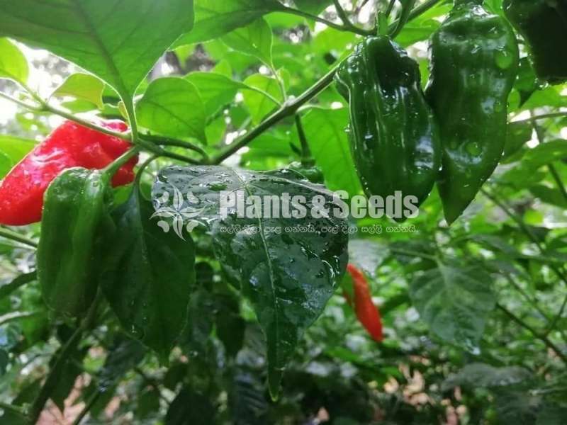 ඉතා උසස් තත්වයේ මිරිස් පැල 