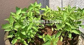 ඉතා උසස් තත්වයේ මිරිස් පැල 
