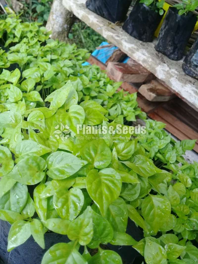 නයි මිරිස් පැල 