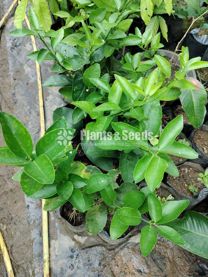 Seedless Lime (Thahiti)