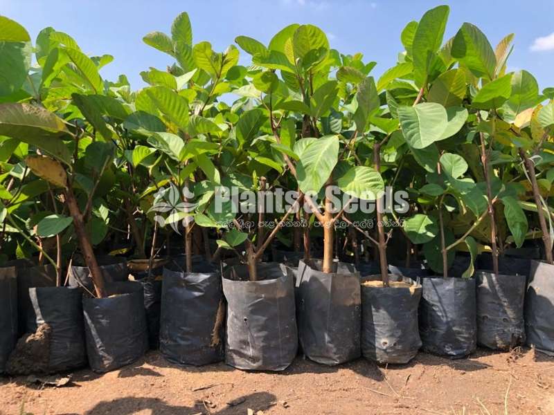 ලේයර් ඇපල් පේර පැල