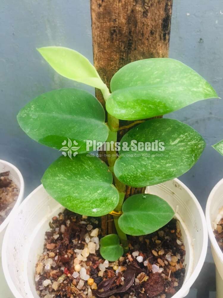 Rhaphidophora Pilodendron