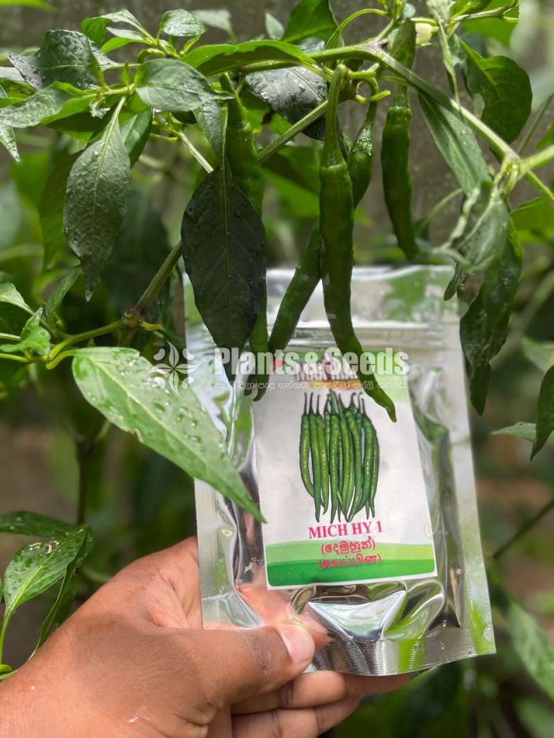 Chilli Seeds Mich hy1 Miris Hybrid 10g