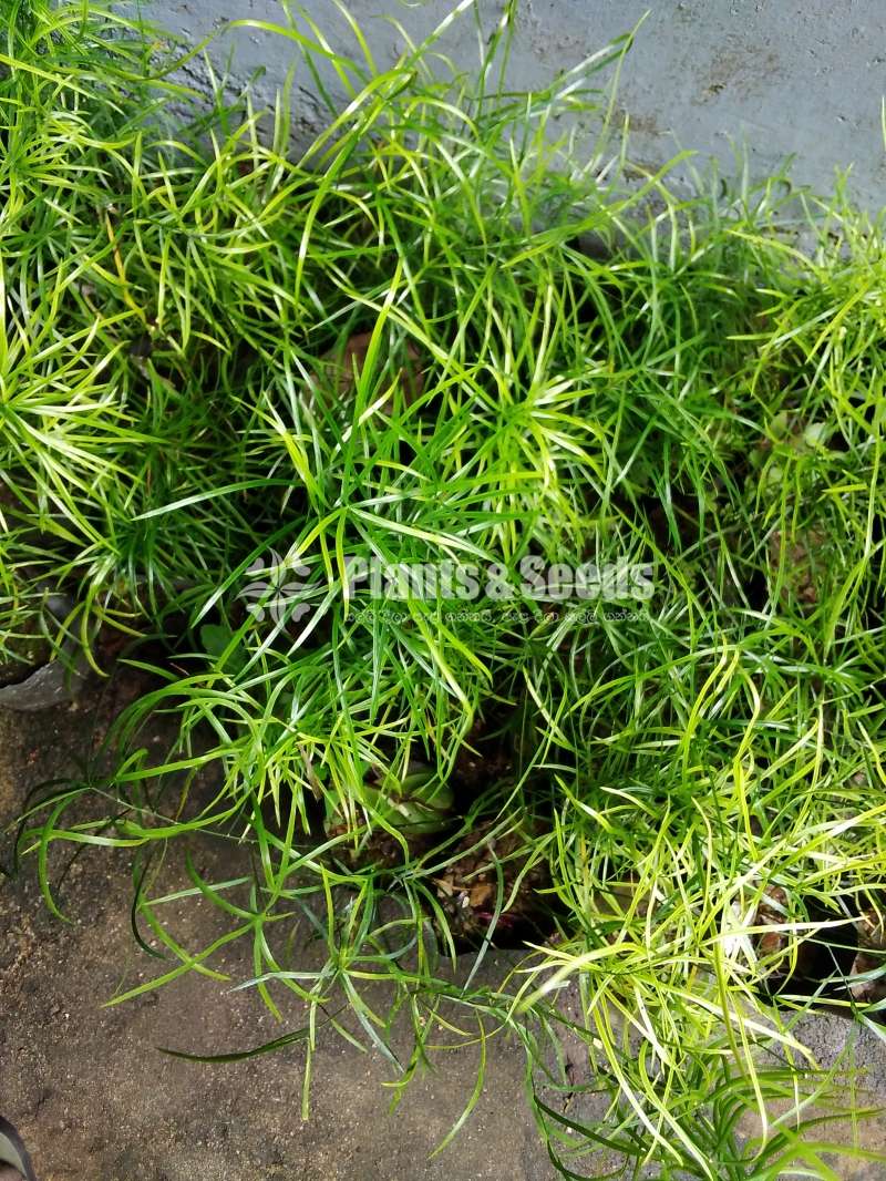 හාතාවාරිය (Hathawariya ) Asperagus