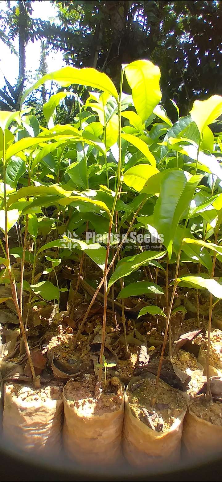 Tea Plants | තේ පැල 
