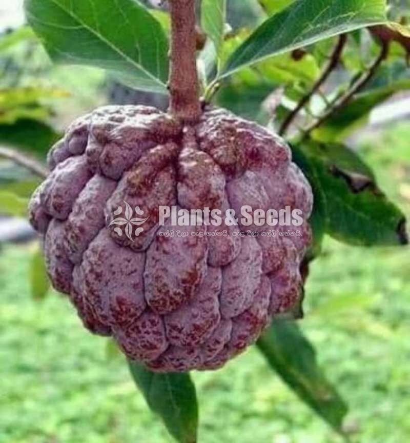 Local red sugar apple(දේශීය රතු සීනි අනෝදා)