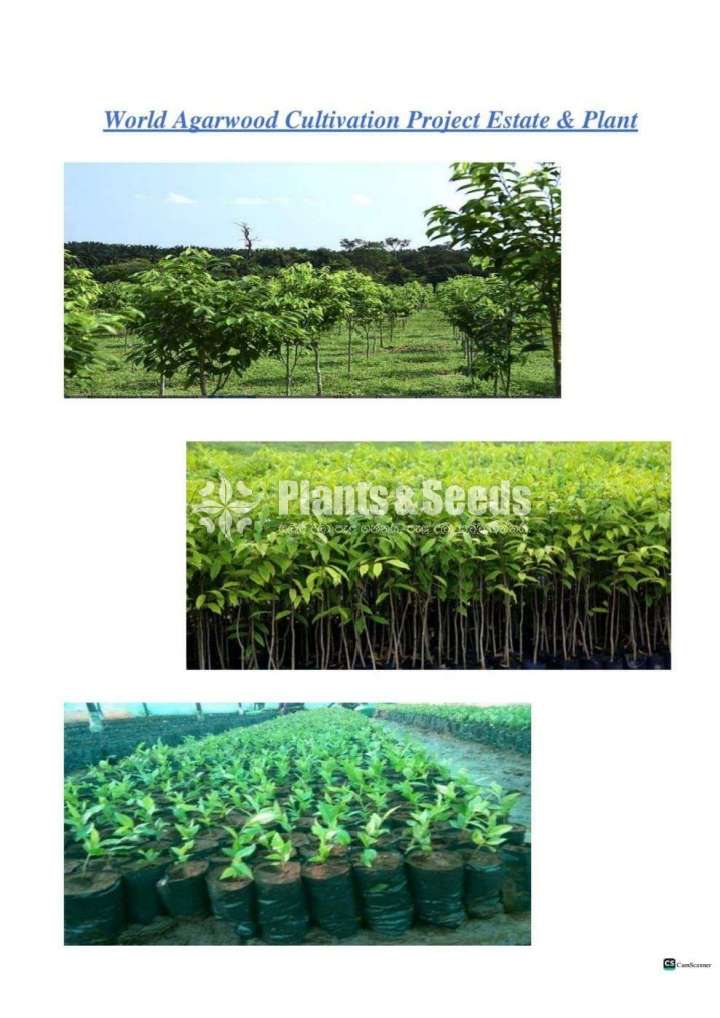 Agarwood wallapatta plants
