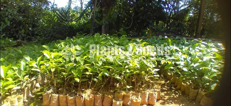 Tea Plants | තේ පැල 