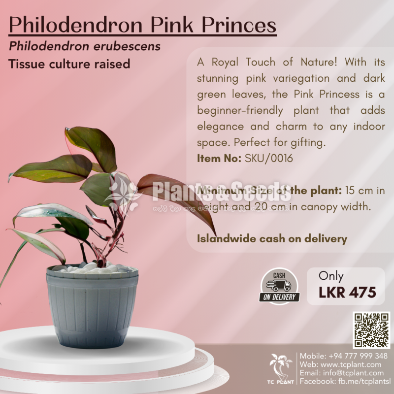 Philodendron Pink Princess - Highly Variegated