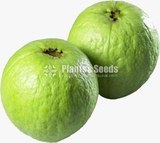 ලේයර් ඇපල් පේර පැල