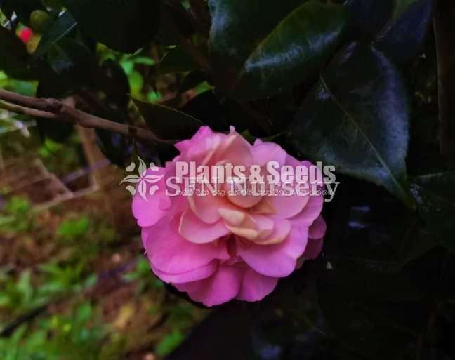 Camellia Plants