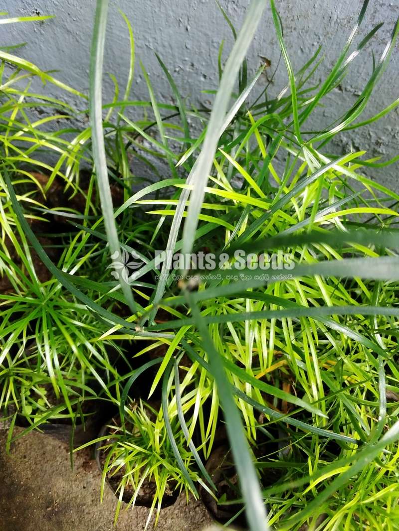 හාතාවාරිය (Hathawariya ) Asperagus