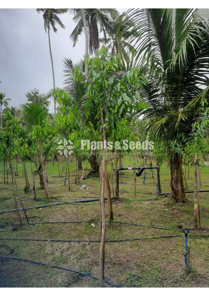 Agarwood wallapatta plants