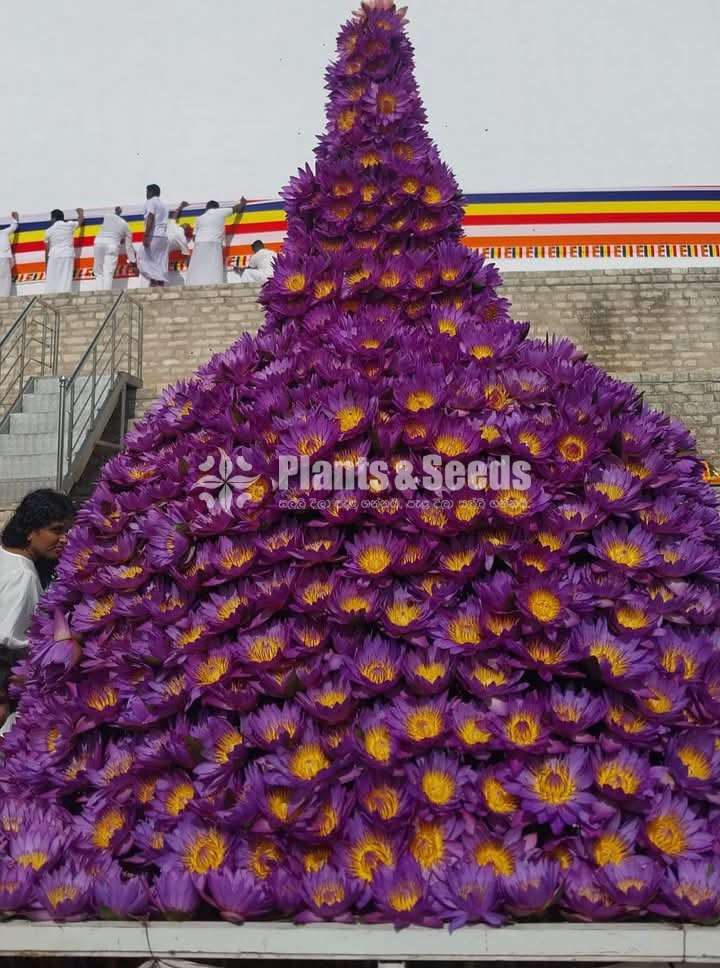 රතු සහ සුදු නෙළුම් මල්, දාස්පෙතියා මල්, නිල් මානෙල්