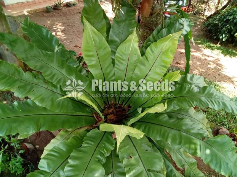 A large Bird's nest plant for sale in Meegoda, Homagama