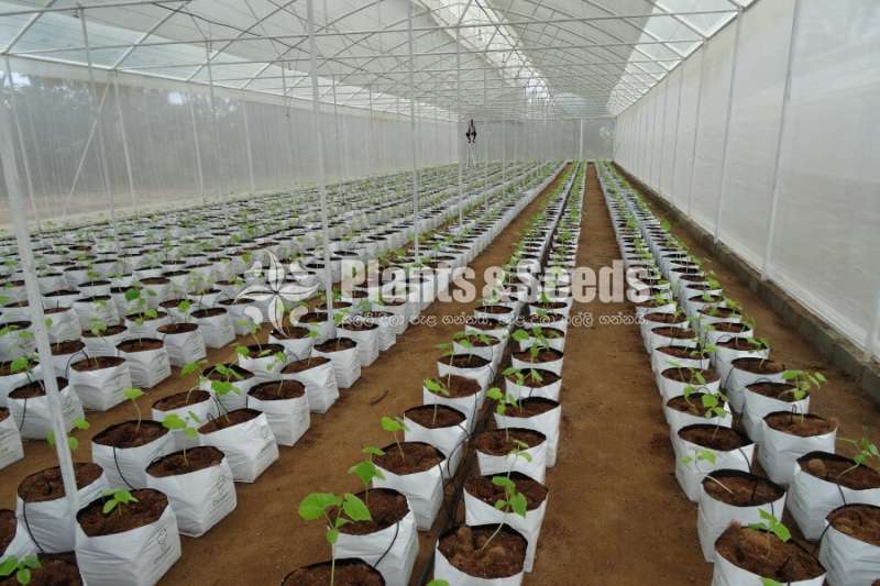 අංග සම්පුර්ණ නිවස සහ කාෂිකාර්මික ඉඩම බදු දීමට - අවිස්සාවේල්ල