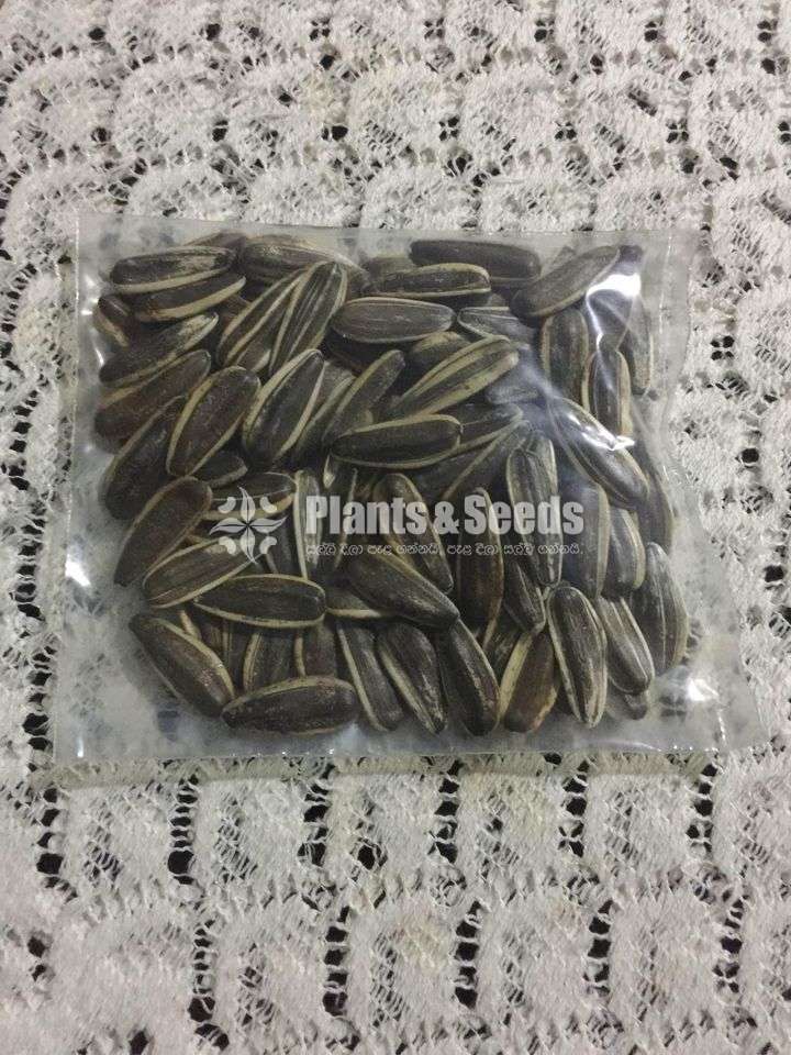 Sunflower seeds / සුරියකාන්ත ඇට  /  சூரியகாந்தி விதைகள்
