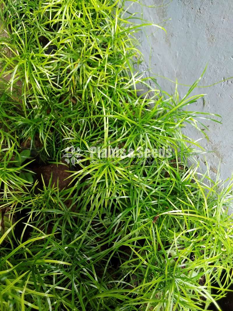 හාතාවාරිය (Hathawariya ) Asperagus