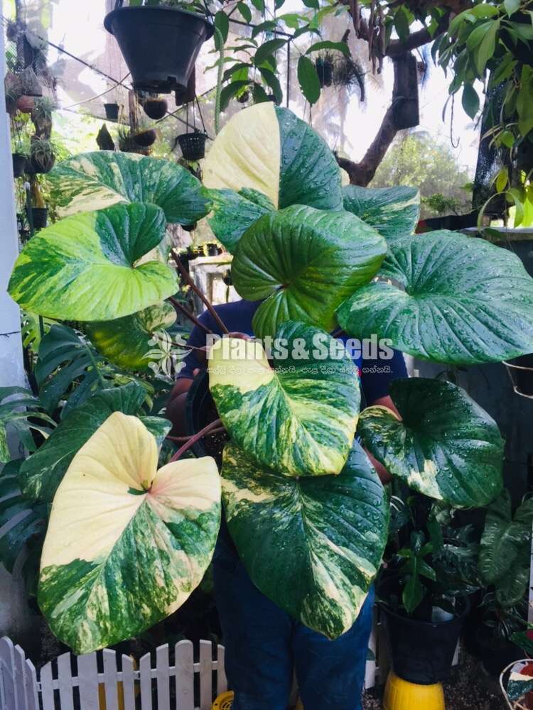 Homalamina Variegated Plants