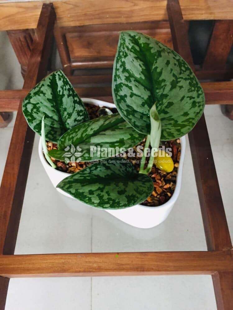 Scindapsus Plants