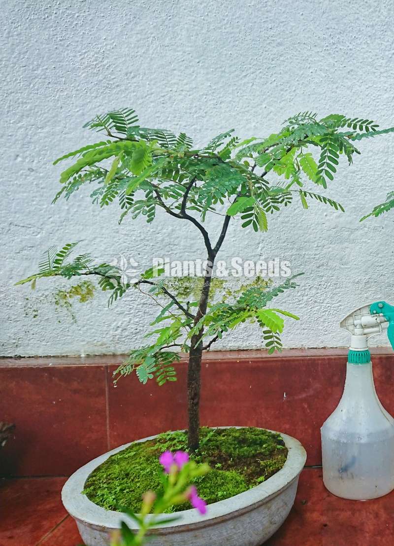 Tamerind bonsai (4 years old)