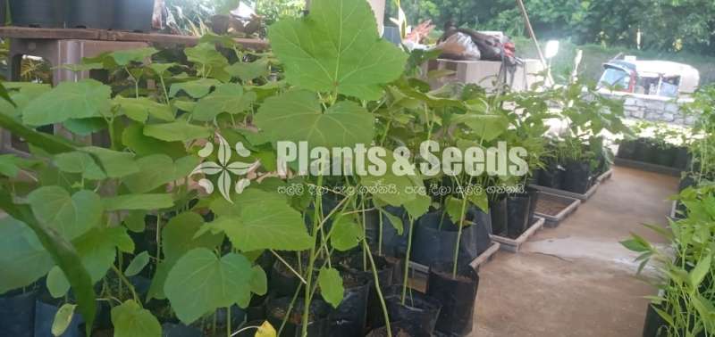 Plants