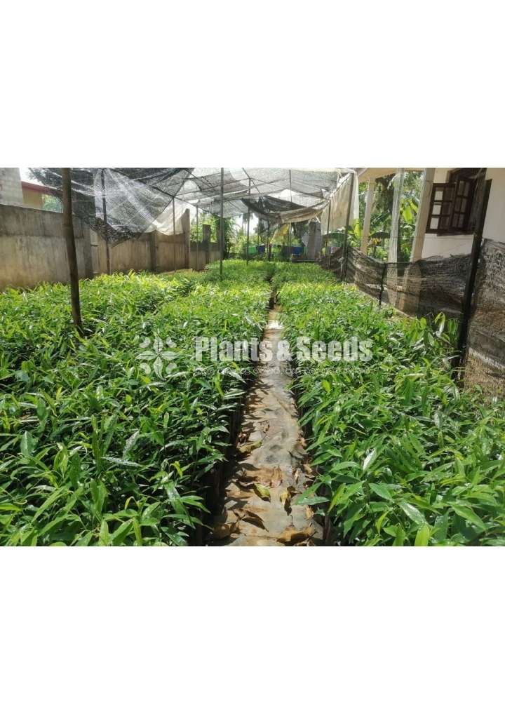 Agarwood wallapatta plants