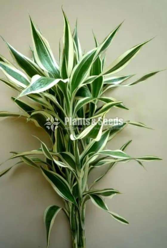 sandriyana plant 0779577639