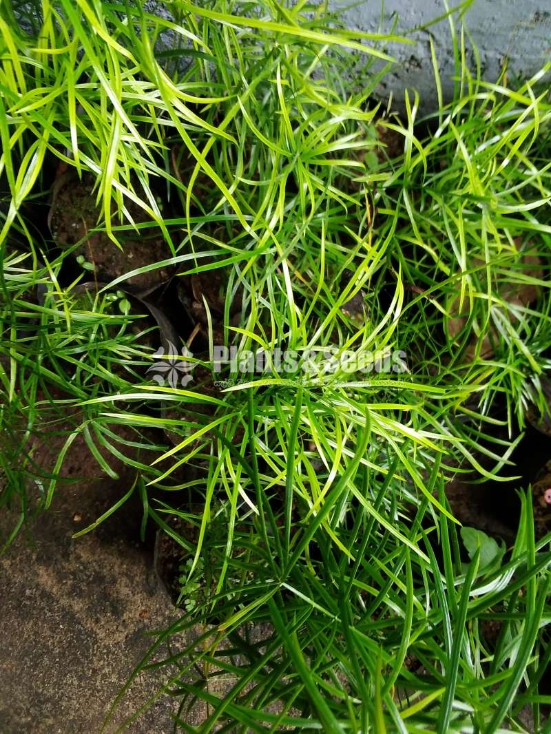 හාතාවාරිය (Hathawariya ) Asperagus