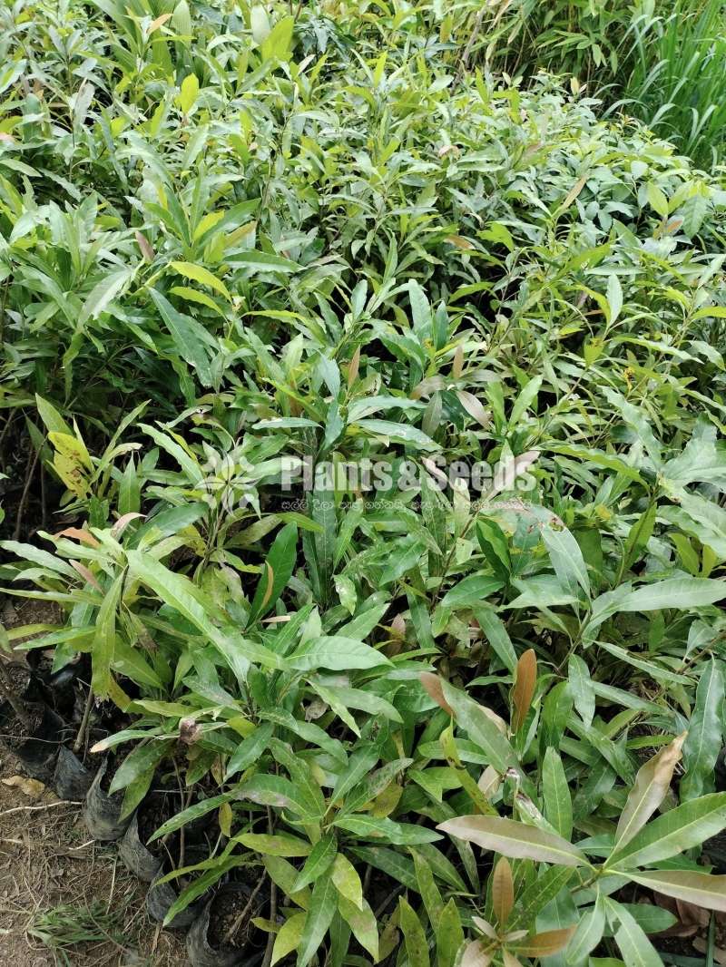 Mee Pela (මී පැල)