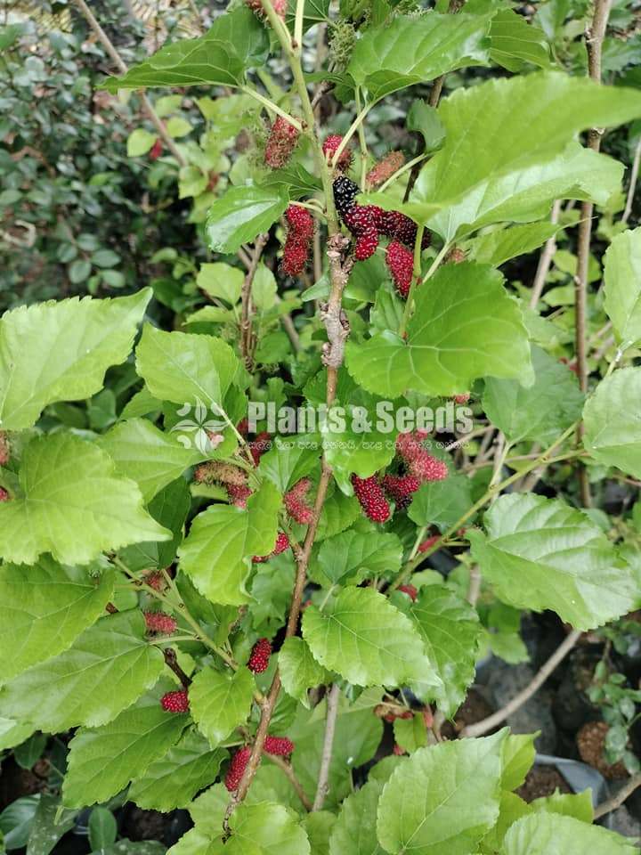 Bankok Mulberry (බැංකොක් මල්බෙරි )