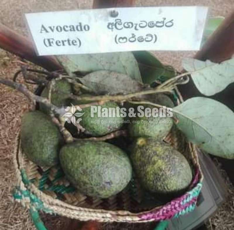 Fuerte Avocado (ෆර්ටේ අලිගැටපේර )