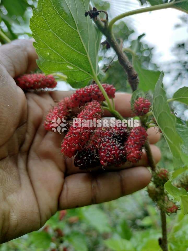 Bankok Mulberry (බැංකොක් මල්බෙරි )