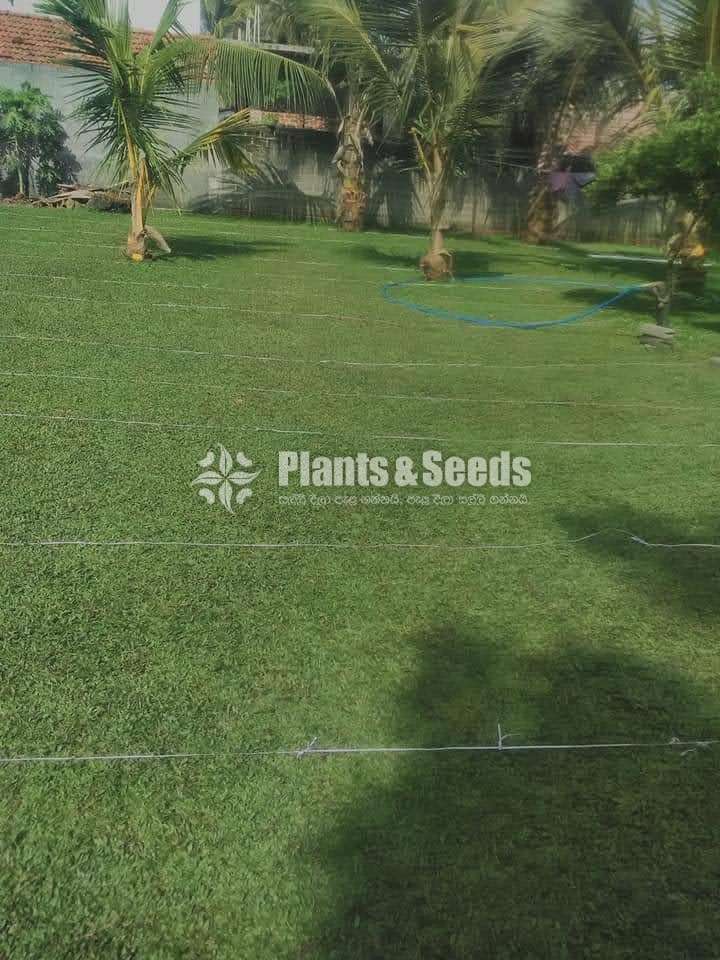 Malyshiyan grass 