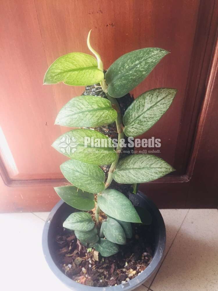 Rhaphidophora Pilodendron