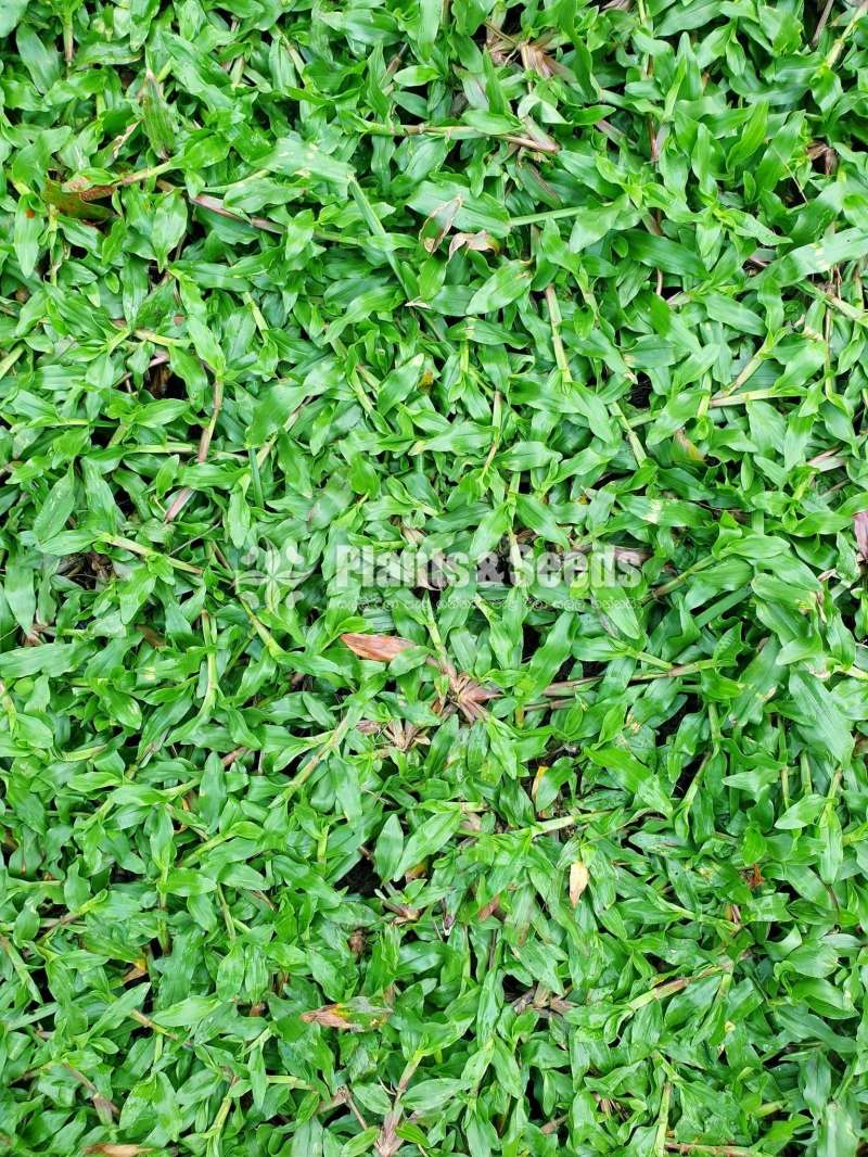 Malaysian grass